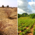 Die Suchmachine Ecosia pflanzt von Ihren Gewinnen Bäume in Wüstenregionen. (Bildrecht: Ecosia)