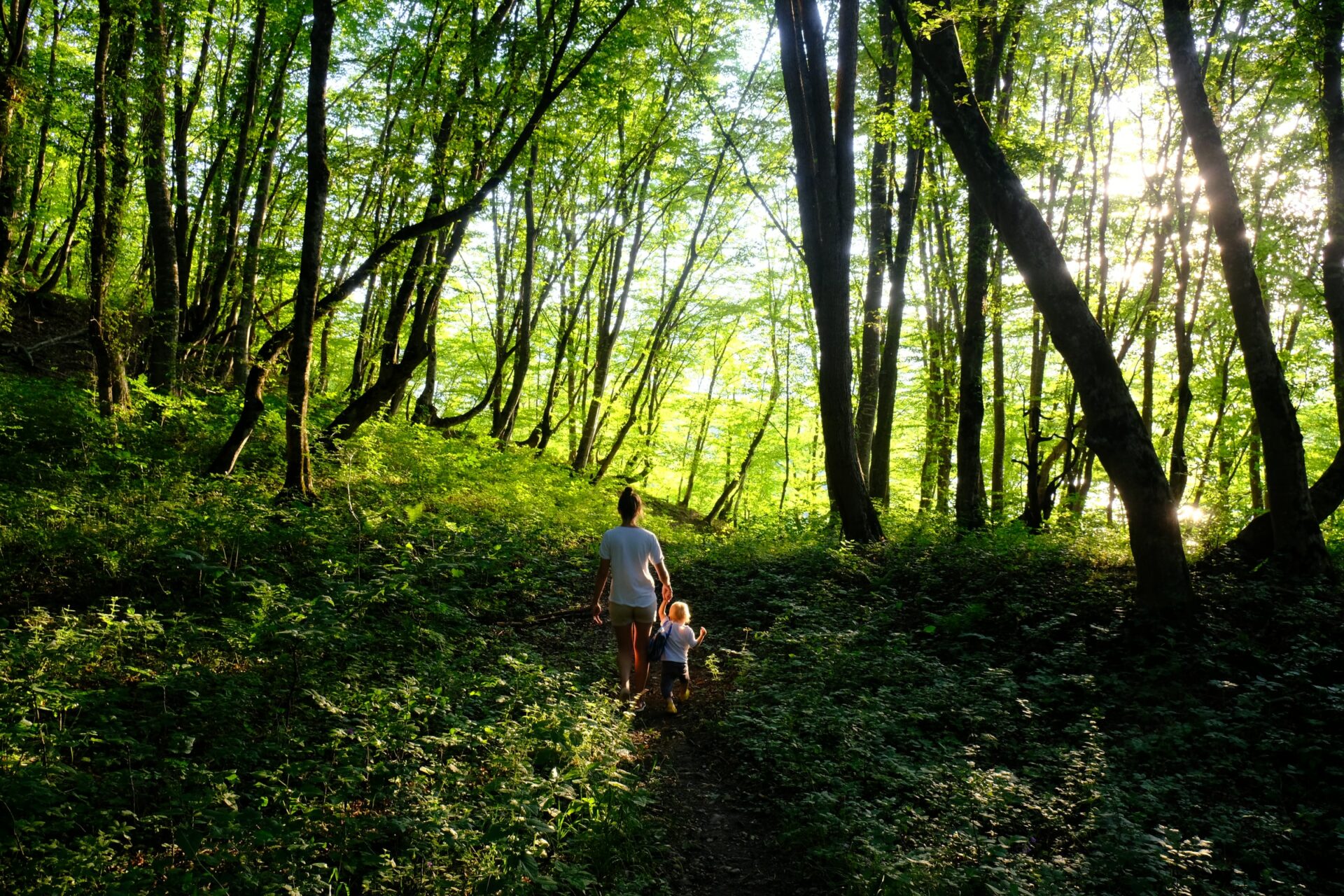 Gemeinde Wershofen Buchen Urwald Projekt Eifel Wohlleben