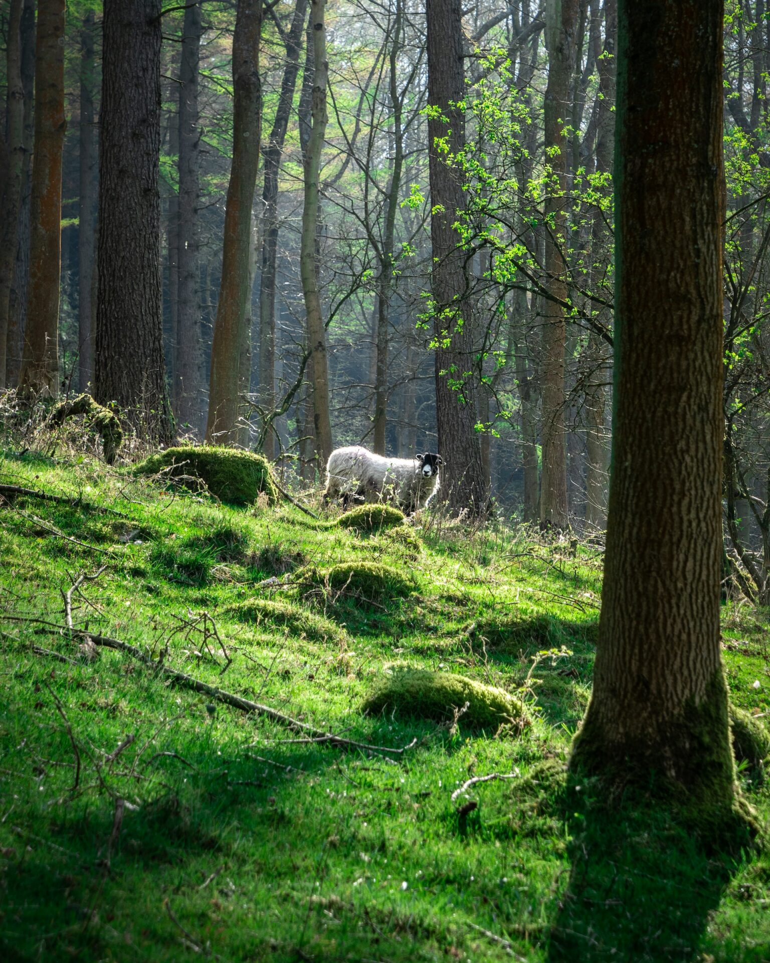 Rückverwilderung in Großbritanien. Foto von Chris Curry auf Unsplash