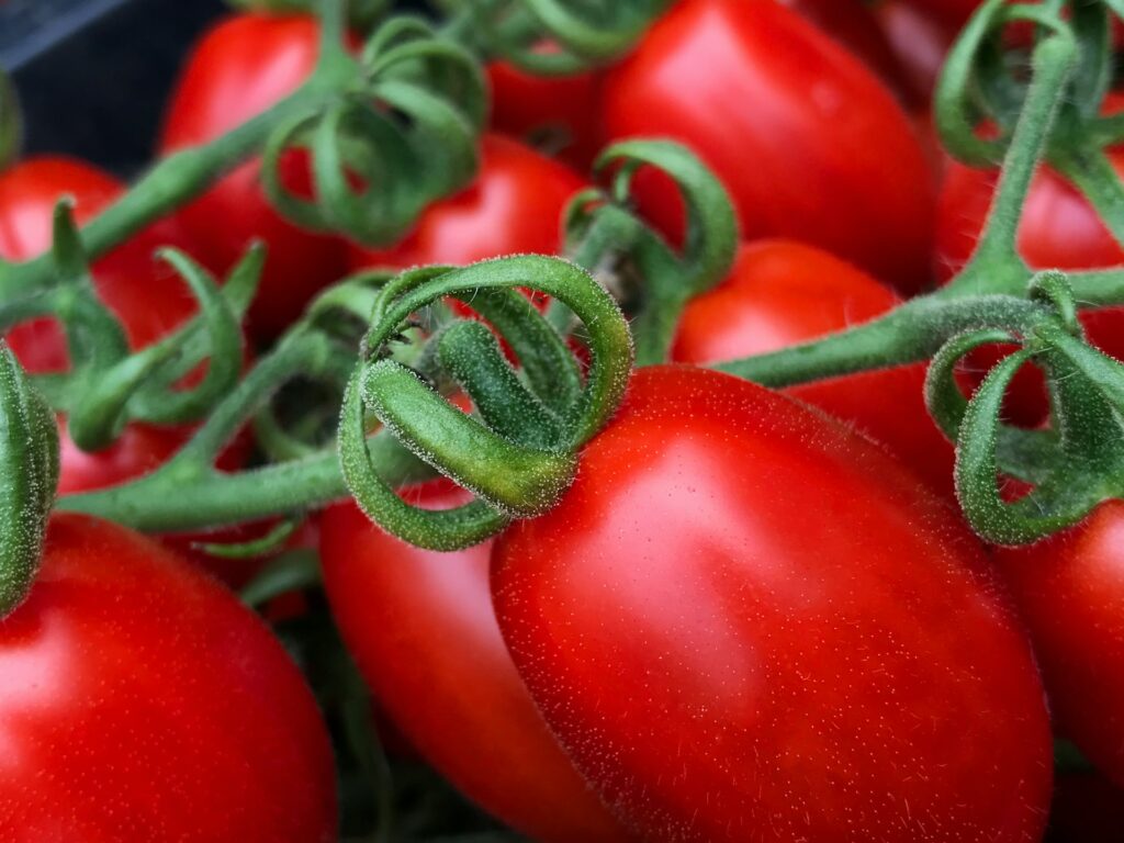 Projekt Presidi von Slow Food, will auch Pachochino Tomaten erhalten. Foto von Marco Vella auf Unsplash