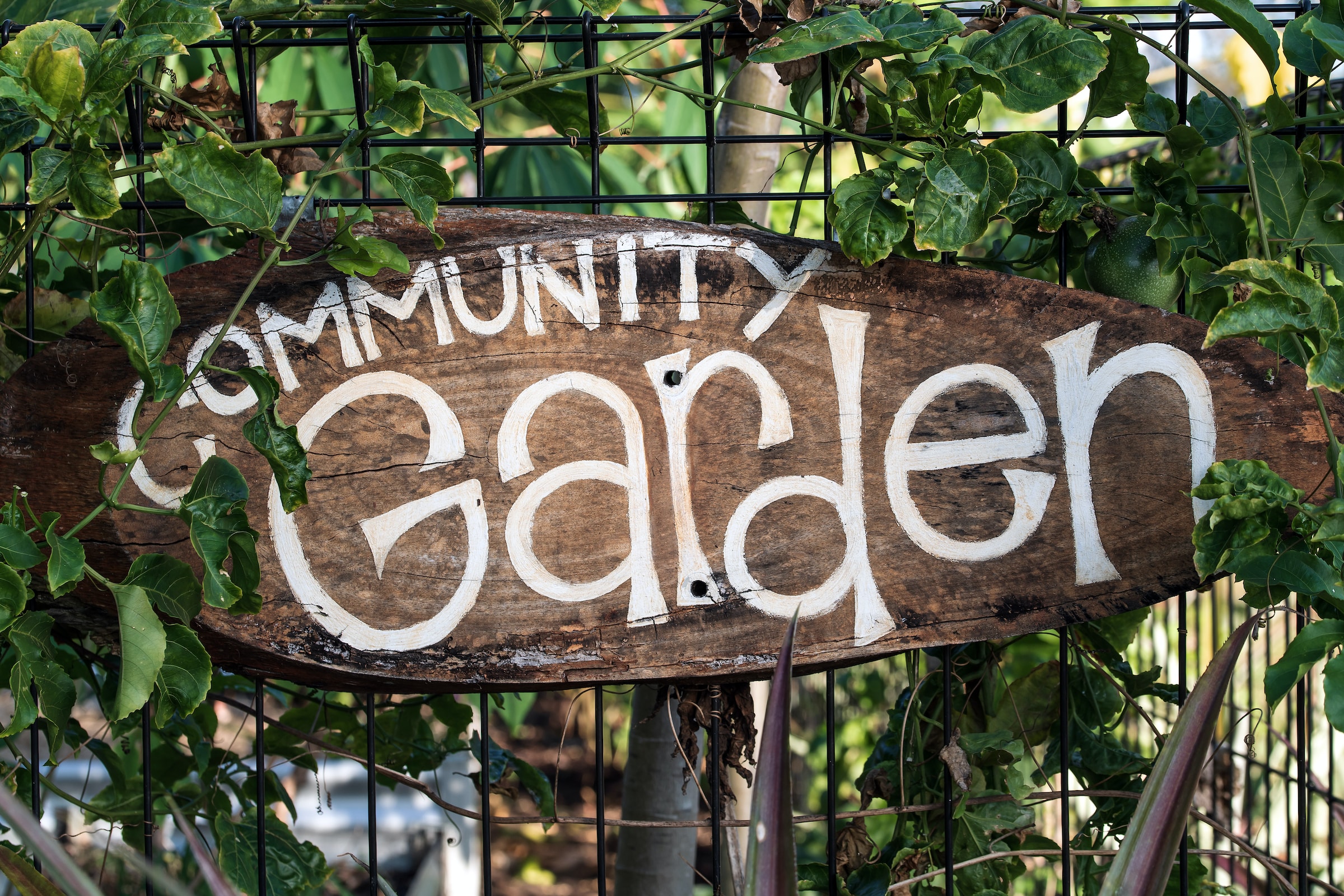 Solidarische Landwirtschaft heisst gemeinsam Gemüse anbauen, jeder macht das was er oder sie kann. Foto von David Clode auf Unsplash