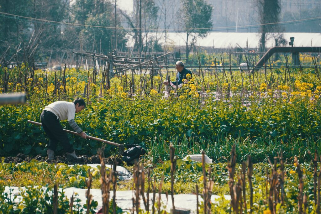 Eine Solidarische Landwirtschaft (SoLaWi) in Japan. Foto von ZHIDA LI auf Unsplash